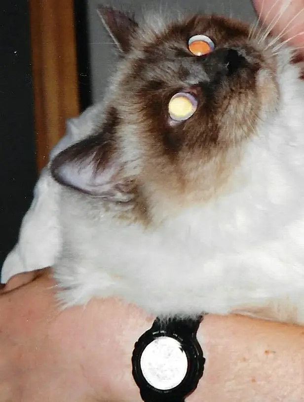 A long-haired colorpoint cat held in Brian's arms, looking up past the camera.