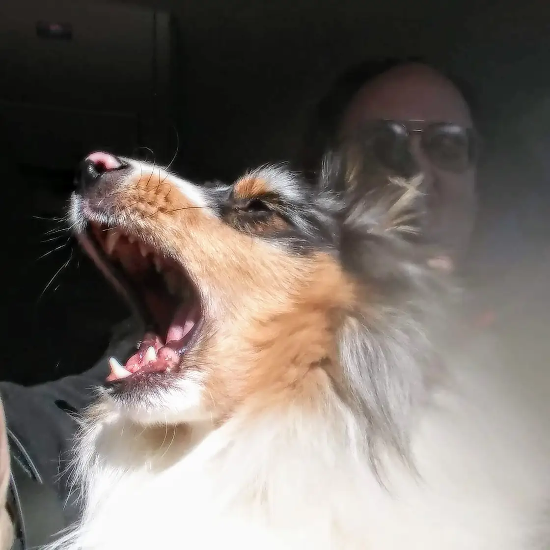 One of Brian's dogs, a merle and white long-coated dog with its mouth wide open, in a car, with Brian in sunglasses behind.